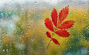 foto-rood-oranje-herfstblad-tegen-het-raam-geplakt-door-de-regen-hd-herfst-wallpaper